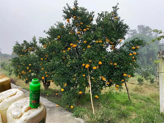 鍐滃か紼煎洯鐢熺墿鎶鏈湁闄愬叕鍙?6.jpg 鍐滃か紼煎洯鐢熺墿鎶鏈湁闄愬叕鍙?6.jpg
