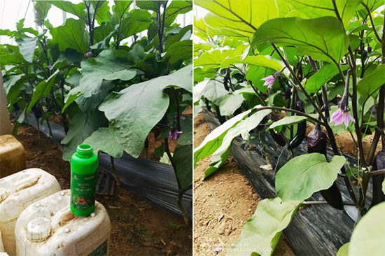 鍐滃か紼煎洯鐢熺墿鎶鏈湁闄愬叕鍙?1.jpg 鍐滃か紼煎洯鐢熺墿鎶鏈湁闄愬叕鍙?1.jpg